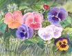 Pansy Collection Card Set