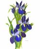 Floral Studies Card Set